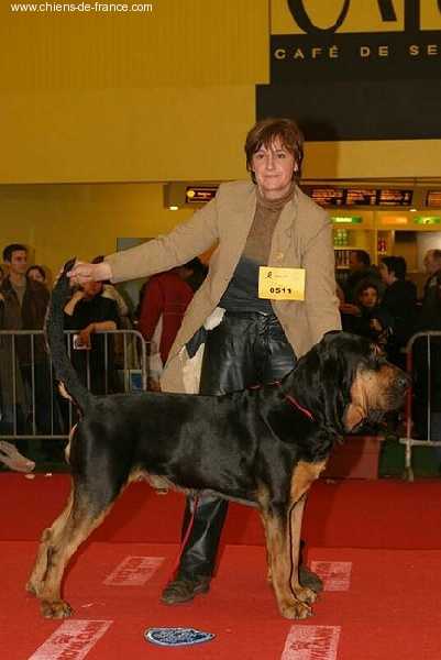 Omar de la Colline du Bosc | Bloodhound 