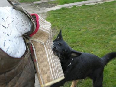 Taiga vom Musikanten Hof | German Shepherd Dog 