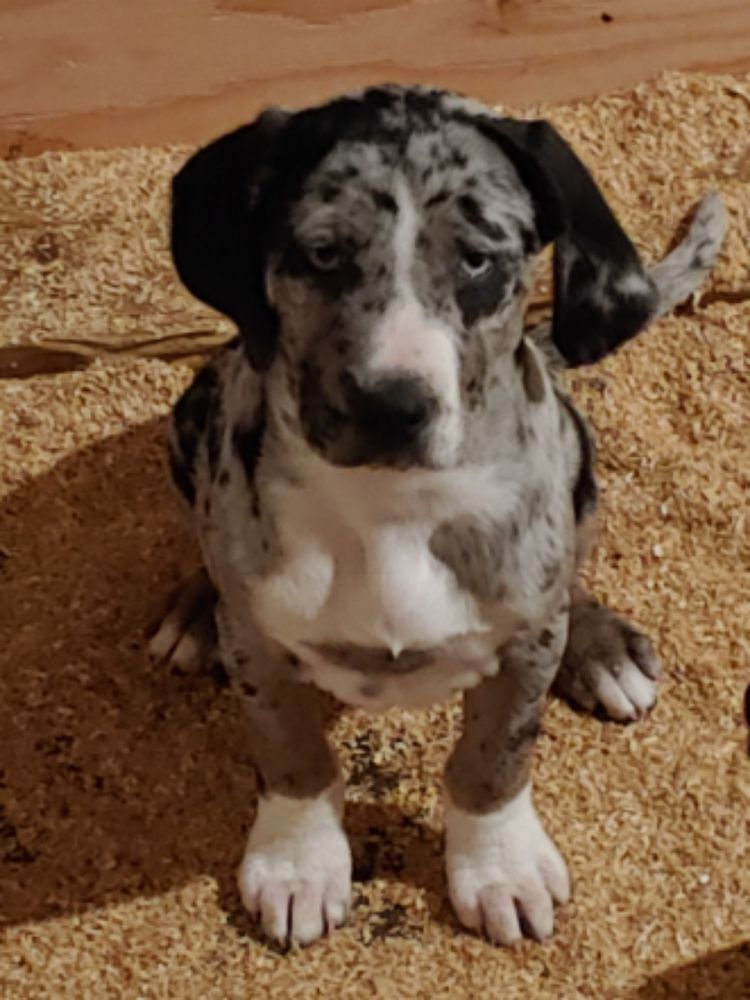 Windridge's All That Glitters | Catahoula Leopard Dog 