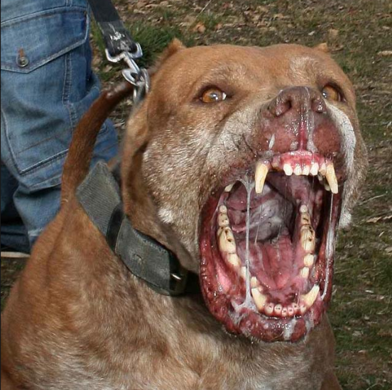 MASETEROS DE SAGA | Perro de Presa Canario 
