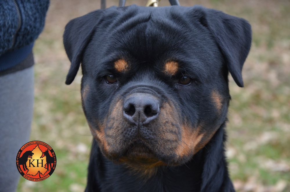 Tosca aus der Krummholz | Rottweiler 