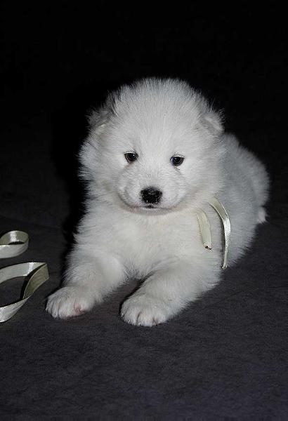 IZDOMASU Exaltione Sua | Samoyed 