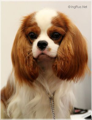 GAYHALO Montreal | Cavalier King Charles Spaniel 