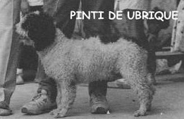 Pinti de Ubrique old | Spanish Water Dog 