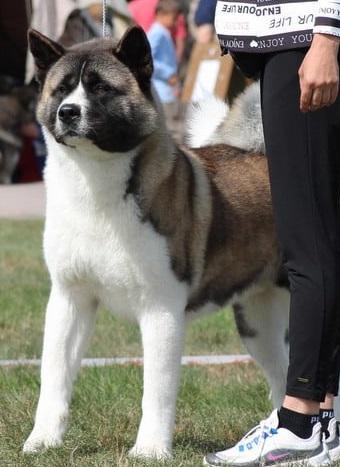 Dexter American Canis Fidelis | Akita 