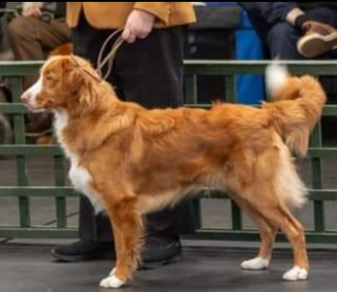 Riverwatcher Kila | Nova Scotia Duck Tolling Retriever 