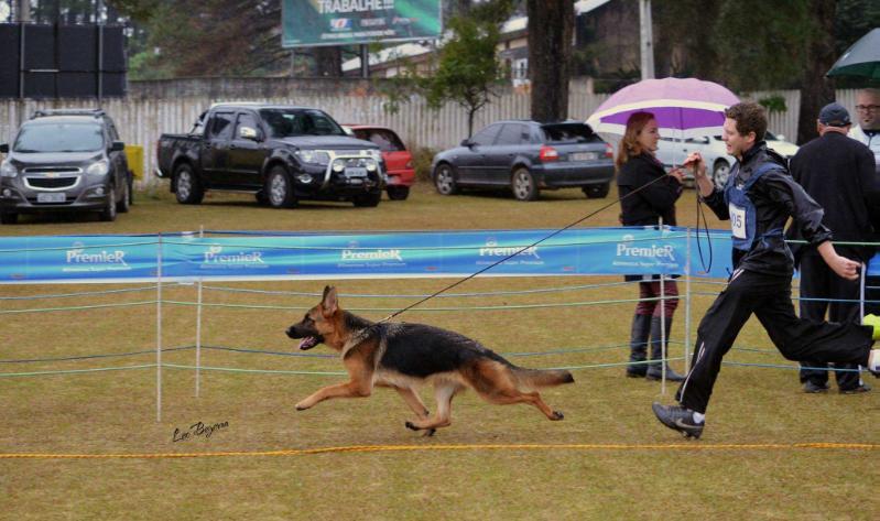 Yany do Alto do Agavê | German Shepherd Dog 