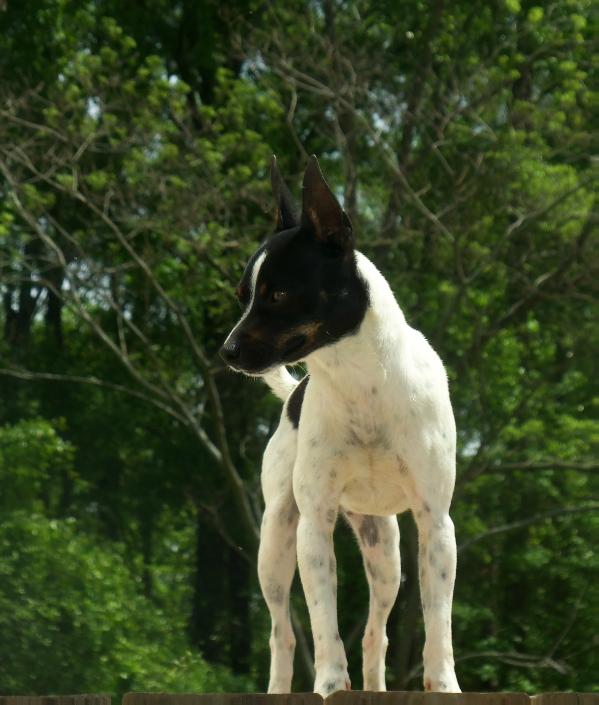JnG's Jack In The Box | Rat Terrier 