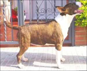 Ever Lord Bull Mia | Bull Terrier 