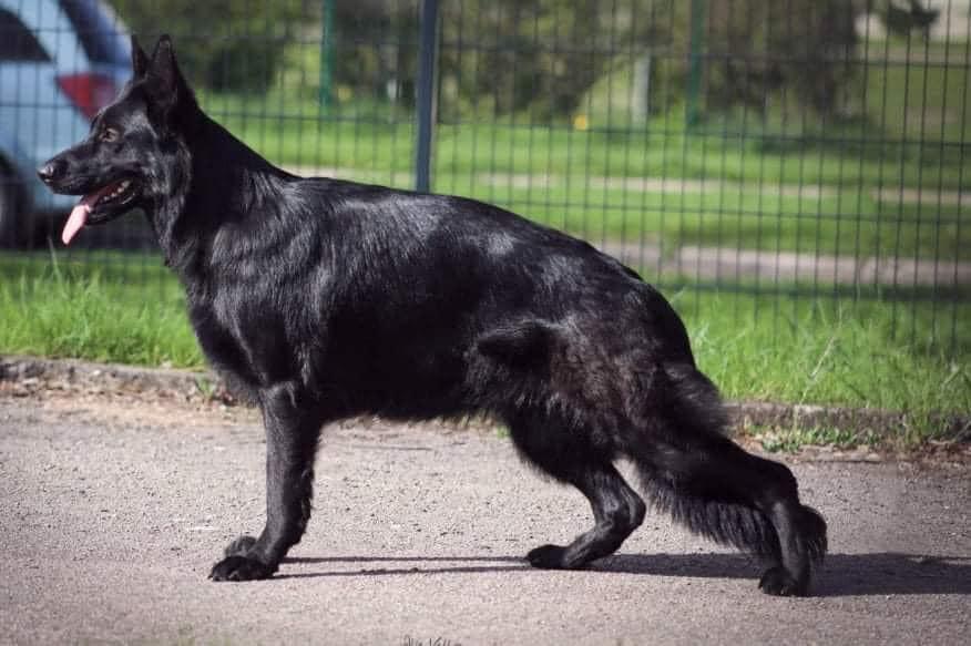 Rise and Shine Laukine vilkauoge | German Shepherd Dog 