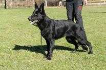 Selma von Hildchensruh | German Shepherd Dog 