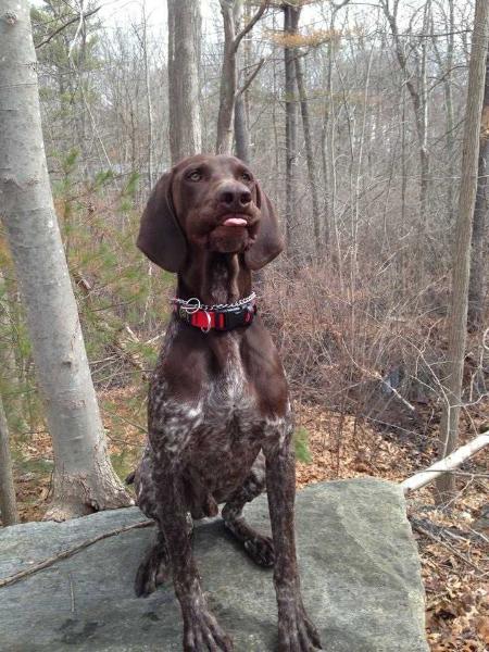 Ecko | German Shorthaired Pointer 