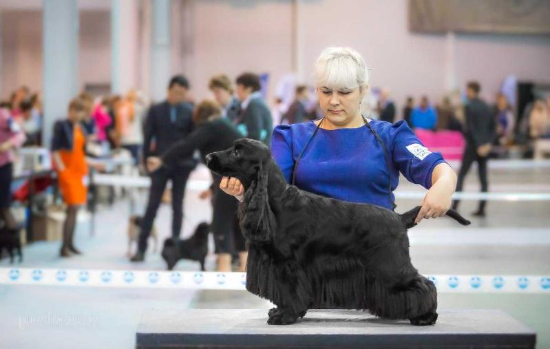 SUMMERHAZE STEP BY STEP | English Cocker Spaniel 