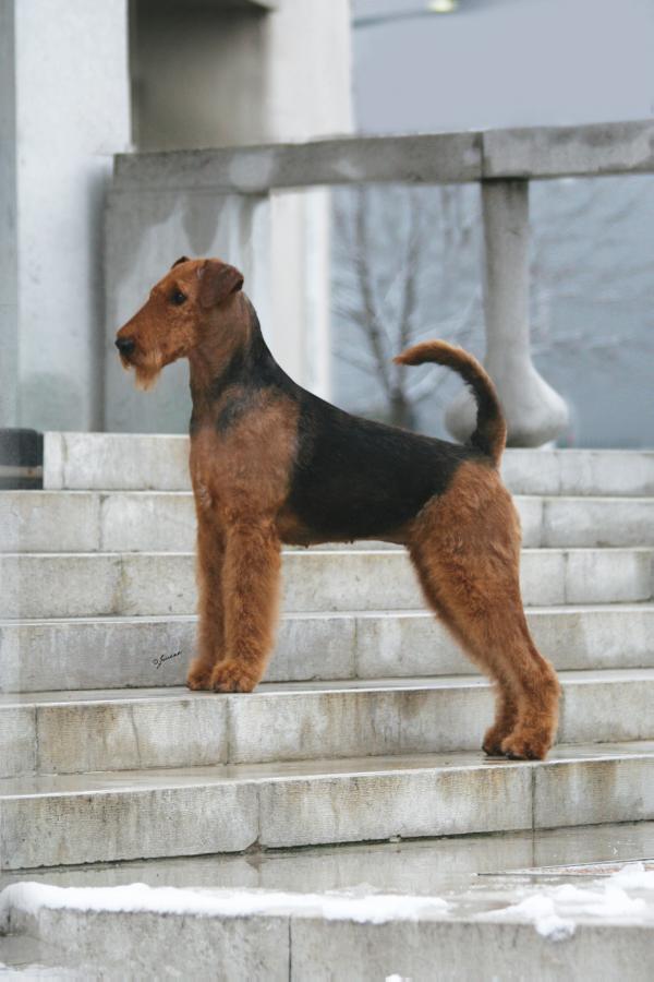 Must be Magic Annapurna | Airedale Terrier 