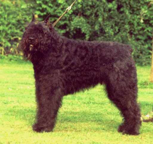 Matt de la Saulaie Maraiche | Bouvier des Flandres 