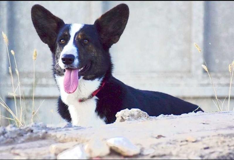 VENERA THE GODDES OF LOVE OF SUNNY GLEN | Cardigan Welsh Corgi 