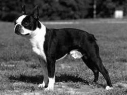 Classic's Killen Khan | Boston Terrier 