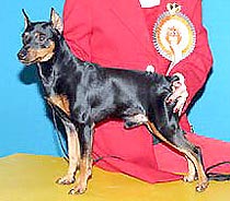 Zayit Me Beit Ha'Maayan | Miniature Pinscher 