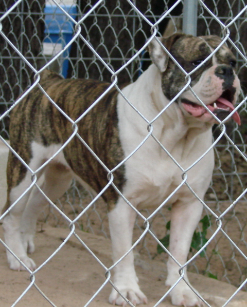 C.E. Smith Ivy | Olde English Bulldogge 