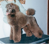 Zamoskvorechie Panteley | Poodle 