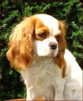 SLIPPY STAR DIXILAND MELODY | Cavalier King Charles Spaniel 