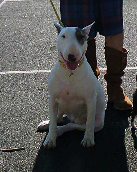 PRASKOVIA POBEDITELNICA  RINGOV | Bull Terrier 