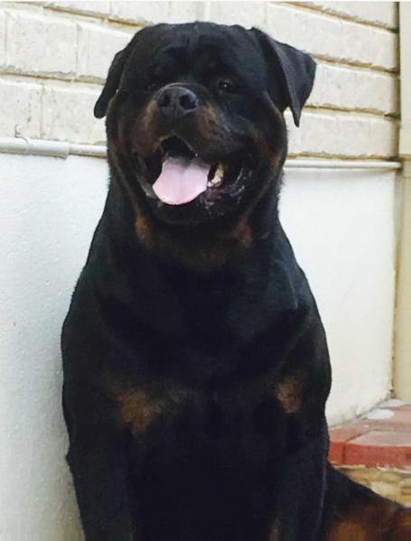 Valstam Harleys Orpheus | Rottweiler 