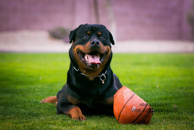 Armageddon Vom Schiller Haus | Rottweiler 