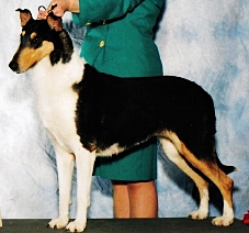 Wild Wind's Dressed To Kill | Smooth Collie 