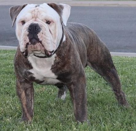 MEB EL Jefe | Olde English Bulldogge 