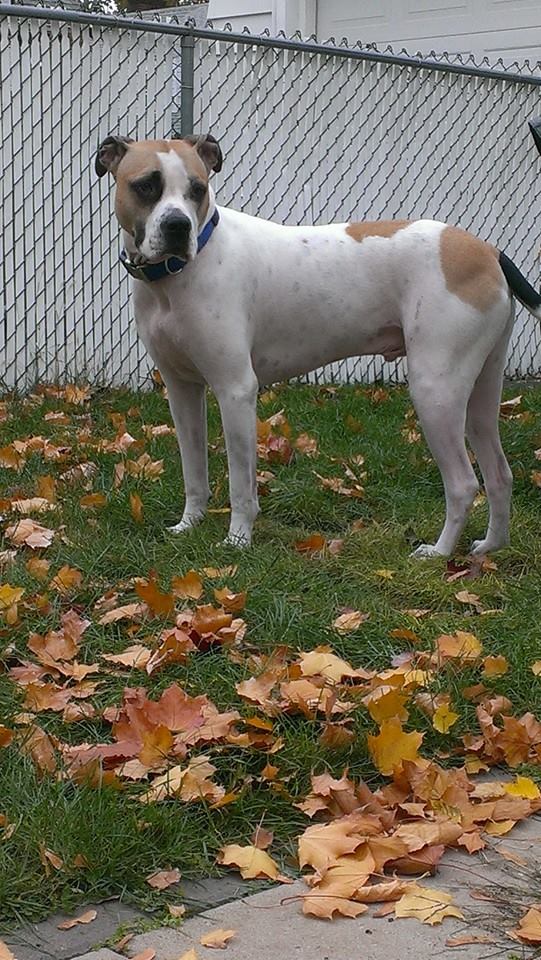 Brewski | American Bulldog 