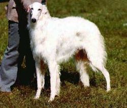 Astafiev Majenkir Mikiev | Borzoi 