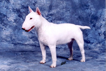 Zoji vom Kaiserstuhl | Miniature Bull Terrier 