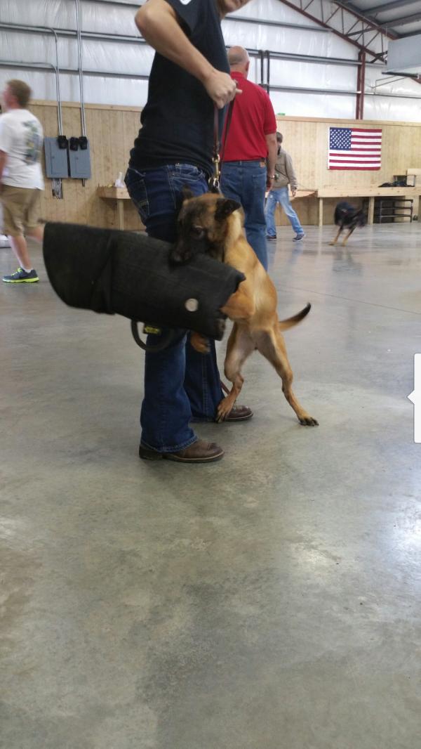 Lionheart's Judge Mental | Belgian Malinois 