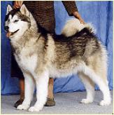 Keikewabic'S P’Tis Amie At Malsabout | Alaskan Malamute 