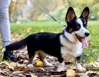 SEVASTOPOLSKIY VALS PANDA | Cardigan Welsh Corgi 