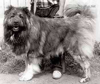 Akbar | Caucasian Mountain Dog 