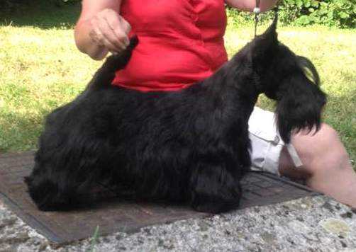 From Dash Mountain Farm's MOON OF ICE | Scottish Terrier 