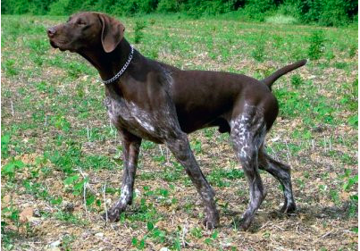 Vesuve du Pied du Mont | German Shorthaired Pointer 