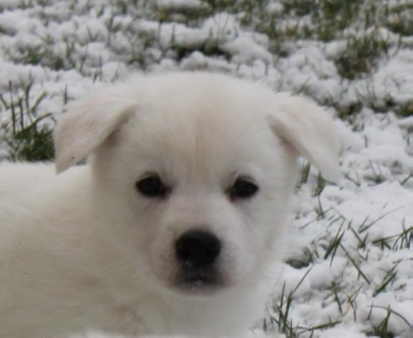 Be may Baby von der Nellenburgbande | White Swiss Shepherd Dog 