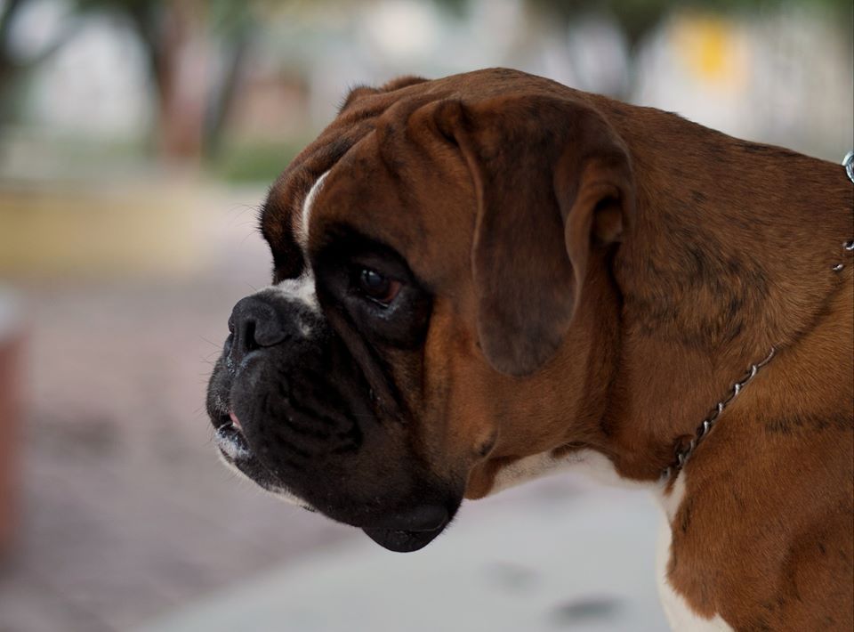 Ojedo de Kbrojo | Boxer 