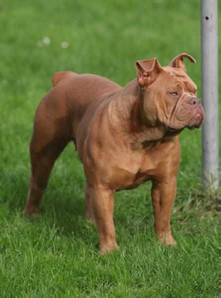 Ostergaard's Champagne Prop | Olde English Bulldogge 