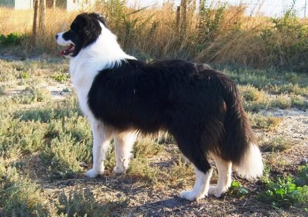 Borderfame World Tourer | Border Collie 