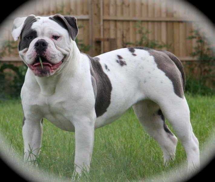 Bullforce Blue Chanel | Olde English Bulldogge 