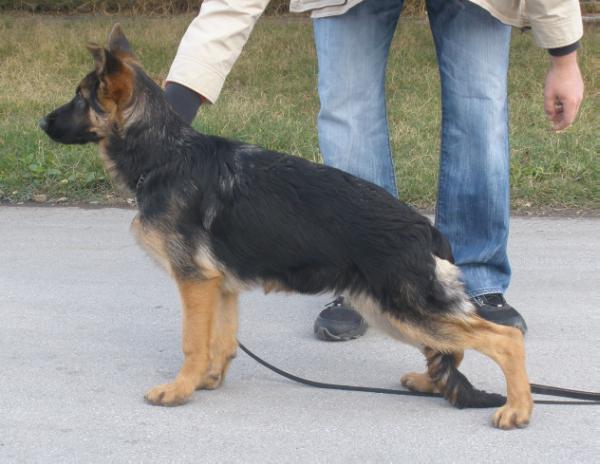 Uganda Vovs Backa Muppet | German Shepherd Dog 