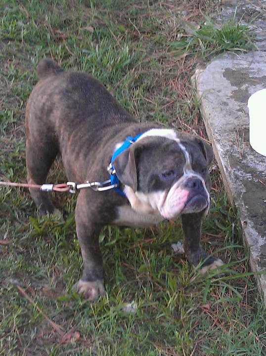 Norwood's Blue Willow | Olde English Bulldogge 