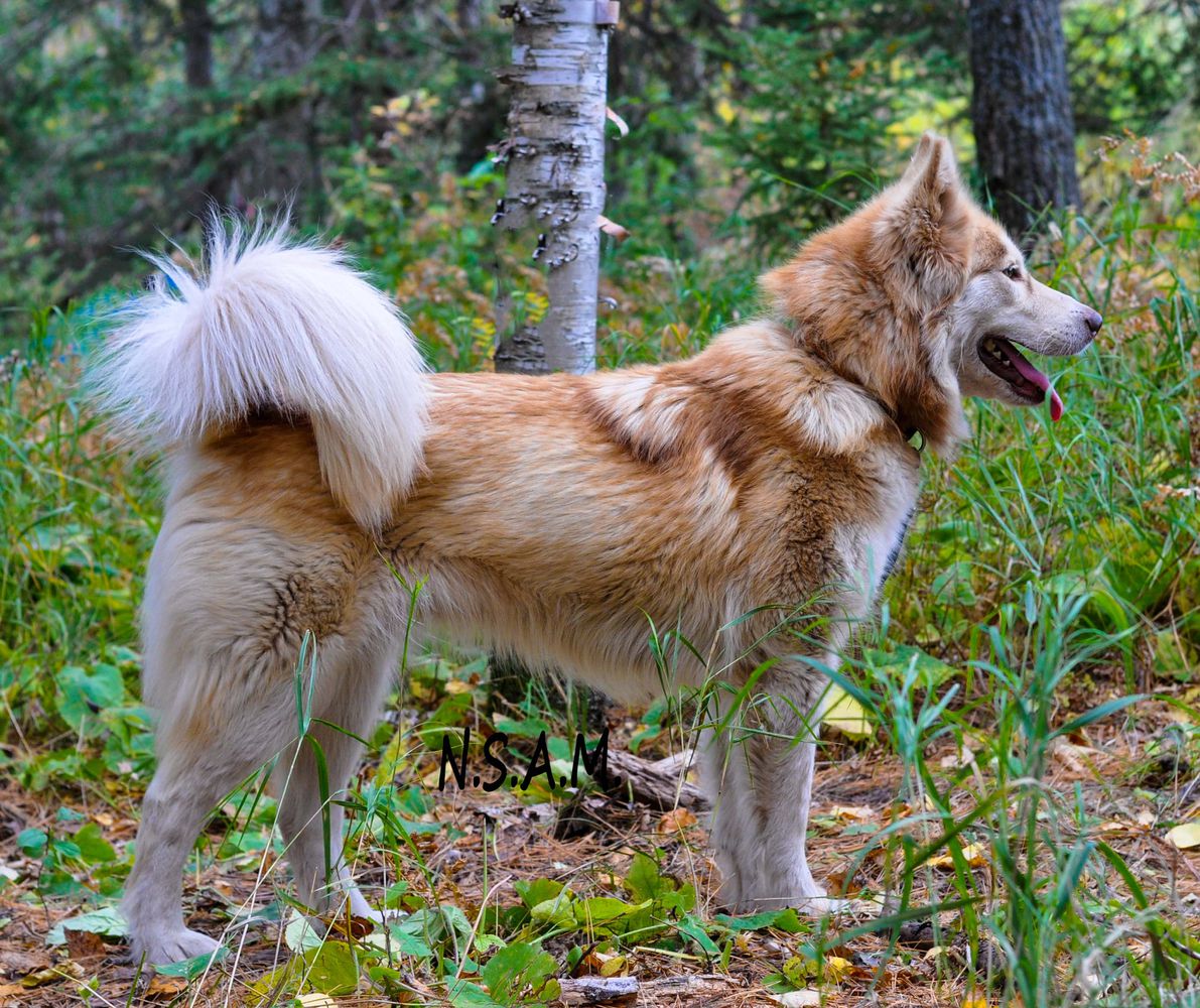 Kelly's Tsunami Of the North Shore | Alaskan Malamute 