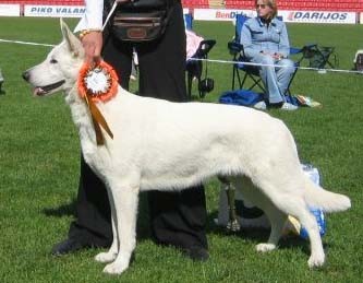 Majestics Romayenne | White Swiss Shepherd Dog 