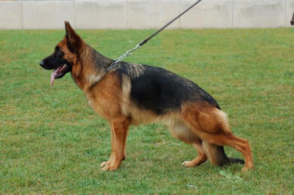 Gina du Val d'Anzin (Remo x Elsa) | German Shepherd Dog 
