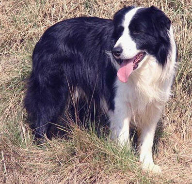 black-chocolate de Mafalda's | Border Collie 